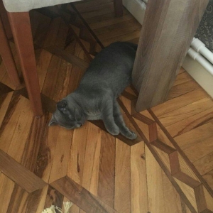 erkek 11 ayliqdi korat cinsi cox gozel pi****dir almaq isteyenler yazsi