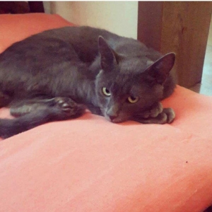 erkek 11 ayliqdi korat cinsi cox gozel pi****dir almaq isteyenler yazsi