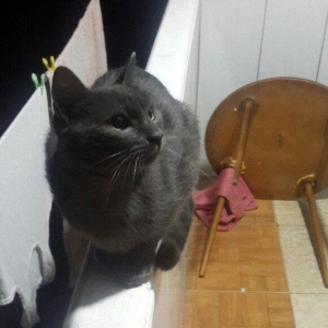 erkek 11 ayliqdi korat cinsi cox gozel pi****dir almaq isteyenler yazsi