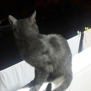 erkek 11 ayliqdi korat cinsi cox gozel pi****dir almaq isteyenler yazsi