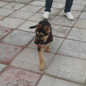 Afcarka satiram erkek bala tam saglam 3 ayligdir 2 peyvendi vurulub qu