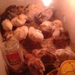 Mayali inkubatora qoymaq ucun yumurta aliram qarin