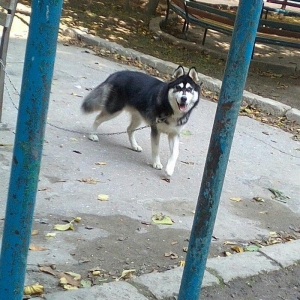 Sbirski layka. 8 ayi oktaybirin axiri olacaq. Yerim yoxdu diye saxlaya