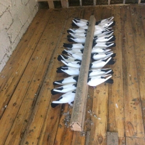 Qara boyun dest qara quyruğlar satılır quşlar 