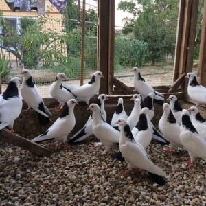 Qara boyun dest qara quyruğlar satılır quşlar zire kendindedir real al