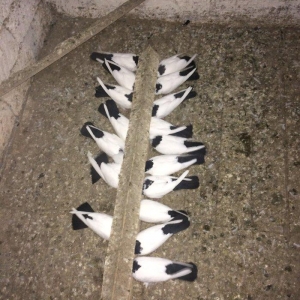 Qara boyun dest qara quyruğlar satılır quşlar zire kendindedir real al