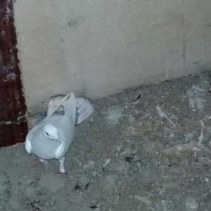 Salam quş satılır erkəydi hec bir prablemi yoxdu 17 tükdü.