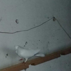 Salam quş satılır erkəydi hec bir prablemi yoxdu 17 tükdü.