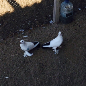 Temiz cins abriznoy desde qaraquyruglar eyni cinsdi 15  16 tukduler wa