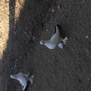 Temiz cins abriznoy desde qaraquyruglar eyni cinsdi 15  16 tukduler wa