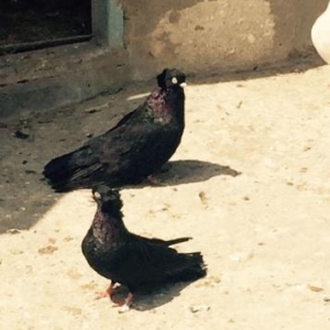 Quwlar temiz cins ag goz ag dimdik komuru qaralard