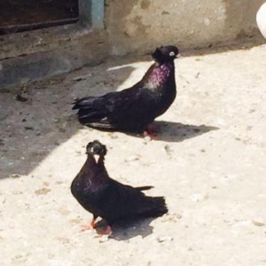 Quwlar temiz cins ag goz ag dimdik komuru qaralardi erkey mayadi cutdu