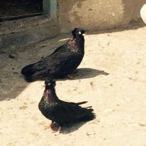 Quwlar temiz cins ag goz ag dimdik komuru qaralardi erkey mayadi cutdu