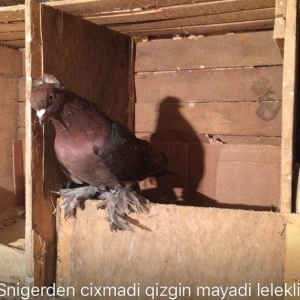 Qiymetler sekillerin usdunde var amma azca endirim etmek olar ))) what