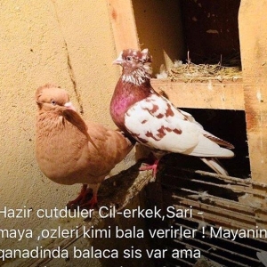 Qiymetler sekillerin usdunde var amma azca endirim etmek olar ))) what