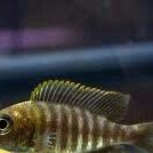 Aulonokara baliqları. tam şekildekinnendi 60 ede