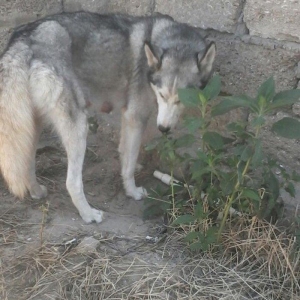 Salam İsde oldqmdan baxamram onun Ücn satram cox aqlli İtdİ ulamaqi yoxdu