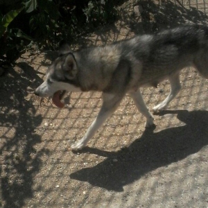 Salam İsde oldqmdan baxamram onun Ücn satram cox aqlli İtdİ ulamaqi yoxdu