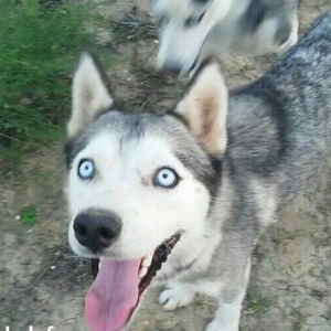 Salam İsde oldqmdan baxamram onun Ücn satram cox aqlli İtdİ ulamaqi yoxdu