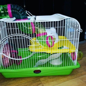 Teze iri xamyak cunqarikler ucun qefes satilir. Ta