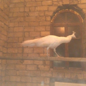 ag tovuz quwu xoruz 1 ededi 750man.3illik tam sagl