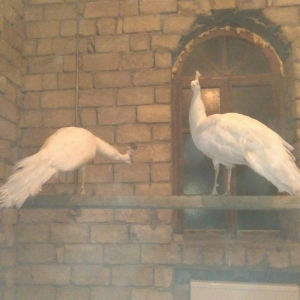 ag tovuz quwu xoruz 1 ededi 750man.3illik tam saglam peyvendler vurulu