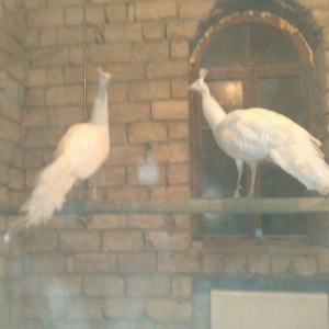 ag tovuz quwu xoruz 1 ededi 750man.3illik tam saglam peyvendler vurulu