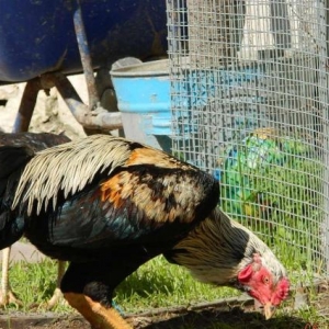 Heyrati  beceler  ve  fereler  satilir---doyushdur  yoxla  apar--ela  heyvanlardir