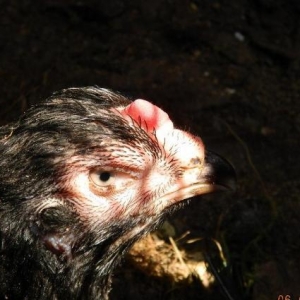 Heyrati  beceler  ve  fereler  satilir---doyushdur  yoxla  apar--ela  heyvanlardir