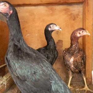 Heyrati  beceler  ve  fereler  satilir---doyushdur  yoxla  apar--ela  heyvanlardir