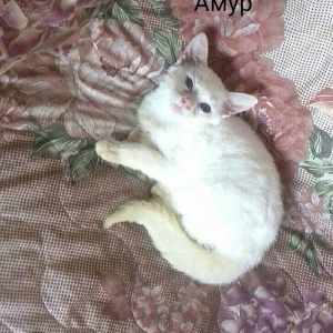 Белый шотландский котёнок 3