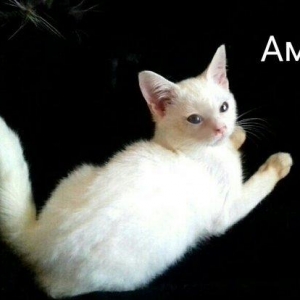 Белый шотландский котёнок 3 месяца мальчик привит приучен к лотку