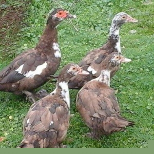 qırmız ördek ler di obşi hamsı birlikde Yeni 