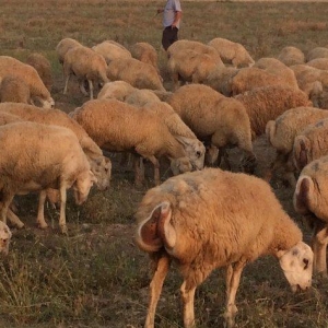 149 baş qoyun satılır, 10-u balalı digərləri isə boğazdır.