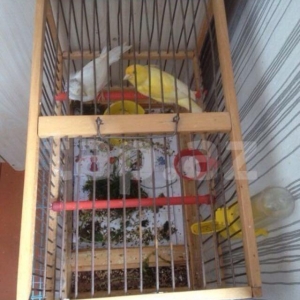 Kanarya bulbul  9  ay sari erkek ag maya kekilli i