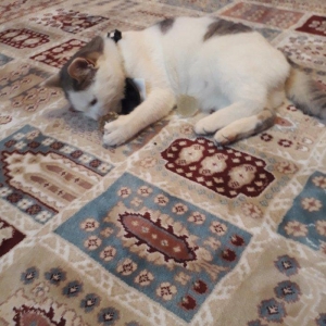 Salam. Oynagan pi****. Oynamagi cox sevir. Maraqli herketler edir. 80az