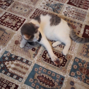 Salam. Oynagan pi****. Oynamagi cox sevir. Maraqli herketler edir. 80az