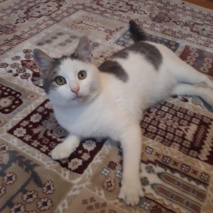 Salam. Oynagan pi****. Oynamagi cox sevir. Maraqli herketler edir. 80az