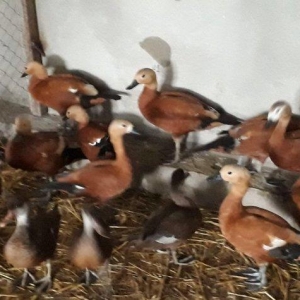 Anqut satılır bir ədədi 50 manat xaxlun ördə