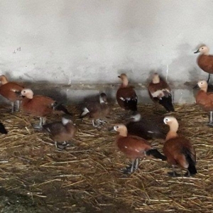 Anqut satılır bir ədədi 50 manat xaxlun ördəkləri (fərələr) bir ədədi