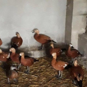 Anqut satılır bir ədədi 50 manat xaxlun ördəkləri (fərələr) bir ədədi