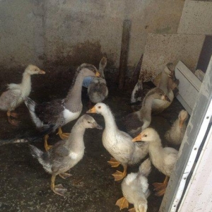 Russia qazlaridi 120 eded yumrtdaya bilirler cins qazlardi 12 eded