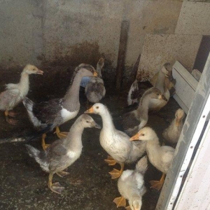 Russia qazlaridi 120 eded yumrtdaya bilirler cins qazlardi 12 eded