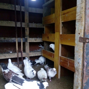 1 denesin 6 manatdan satiram awaxasi 5 denesin alm