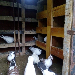 1 denesin 6 manatdan satiram awaxasi 5 denesin almaq wertiynen ucurtma