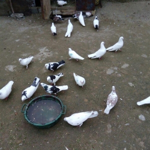 1 denesin 6 manatdan satiram awaxasi 5 denesin almaq wertiynen ucurtma