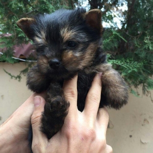 yorkshire terier balası satılır, 2 aylıq erkey peyvend vurulub vet pas