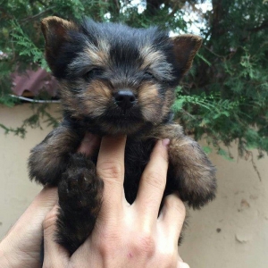yorkshire terier balası satılır, 2 aylıq erkey peyvend vurulub vet pas