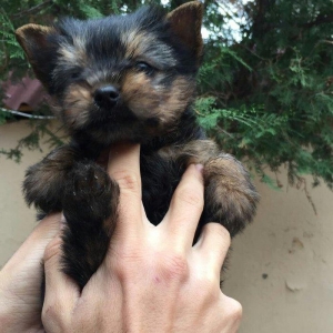 yorkshire terier balası satılır, 2 aylıq erkey peyvend vurulub vet pas