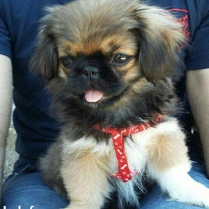 3 aylıq dişi pekines satılır, 1 peyvend vurulub, 250 azn, əlavə məluma